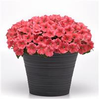 CannonBall™ Coral Petunia