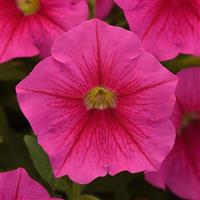 CannonBall™ Pink Petunia