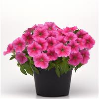 CannonBall™ Pink Petunia