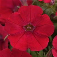 CannonBall™ Red Petunia