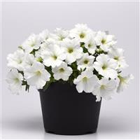 CannonBall™ White Petunia