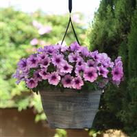 CannonBall™ Rose Vein Petunia