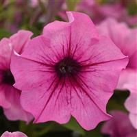 CannonBall™ Rose Vein Petunia