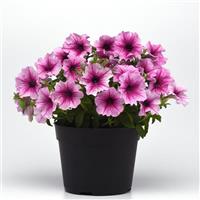 CannonBall™ Rose Vein Petunia