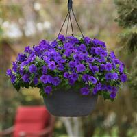 ColorRush™ Blue Petunia