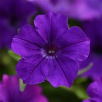 ColorRush™ Blue Petunia