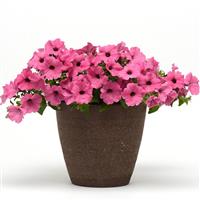 ColorRush™ Pink Petunia