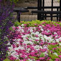 ColorRush™ Pink Petunia