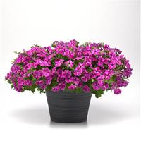 ColorRush™ Pink Star Petunia