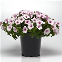 ColorRush™ Pink Vein Petunia