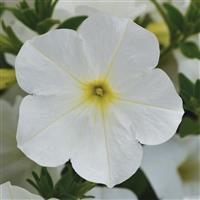 ColorRush™ White Petunia