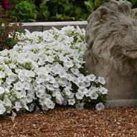 ColorRush™ White Petunia