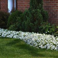 ColorRush™ White Petunia