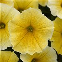 Bee's Knees Petunia