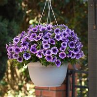 SureShot™ Blue Vein Petunia