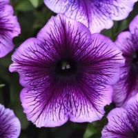 SureShot™ Blue Vein Petunia