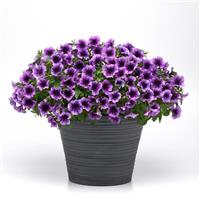 SureShot™ Blue Vein Petunia