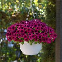 SureShot™ Magenta Petunia