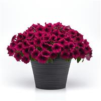 SureShot™ Magenta Petunia