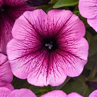 SureShot™ Pink Vein Petunia