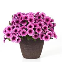 SureShot™ Pink Vein Petunia