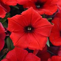 SureShot™ Red Petunia