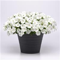 SureShot™ White Petunia