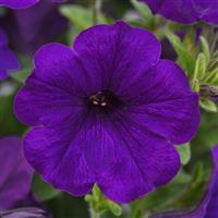 SureShot™ Dark Blue Petunia