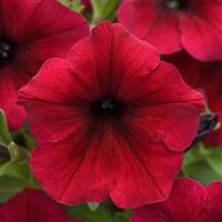 SureShot™ Dark Red Petunia