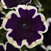 SureShot™ Blueberries & Cream Petunia