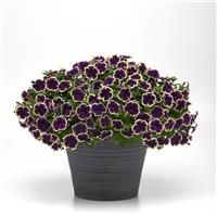 SureShot™ Blueberries & Cream Petunia