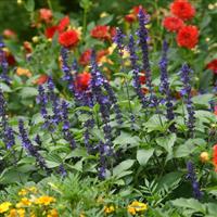 Mystic Spires Salvia