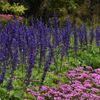 Mystic Spires Salvia