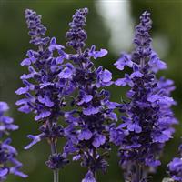 Mysty Salvia