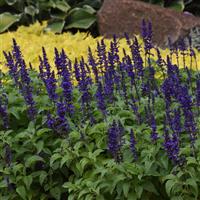 Mysty Salvia