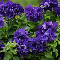 Double Cascade Blue Double Petunia