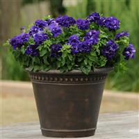 Double Cascade Blue Double Petunia