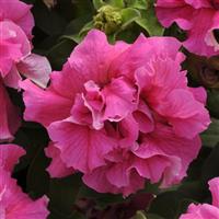 Double Cascade Pink Double Petunia