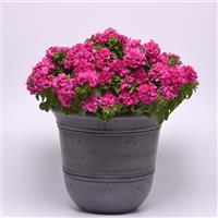 Double Cascade Pink Double Petunia