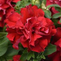 Double Cascade Valentine Double Petunia