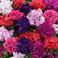 Double Cascade Mixture Double Petunia