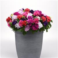 Double Cascade Mixture Double Petunia