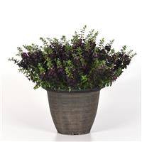 AngelFlare™ Black Angelonia