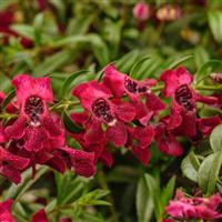 AngelFlare™ Cranberry Angelonia