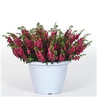 AngelFlare™ Cranberry Angelonia