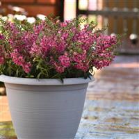 AngelFlare™ Orchid Pink Angelonia