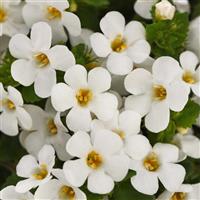 Big Falls™ White Bacopa