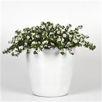 Big Falls™ White Bacopa