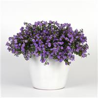 Big Falls™ Dark Blue Bacopa