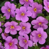 Big Falls™ Dark Pink Bacopa